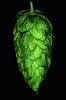 Centennial hopbel